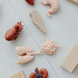 Función Hepática y renal