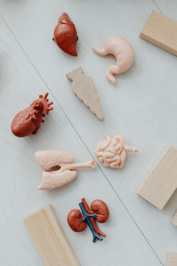 Función Hepática y renal